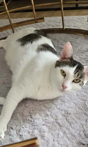 Verschmuste Lily wartet auf ihre Menschen Bild 2