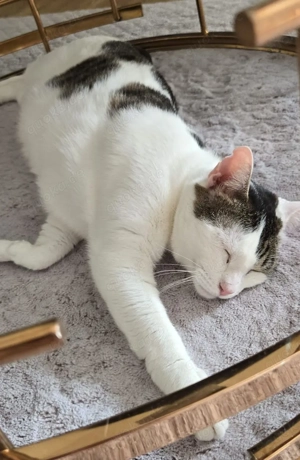 Verschmuste Lily wartet auf ihre Menschen Bild 5