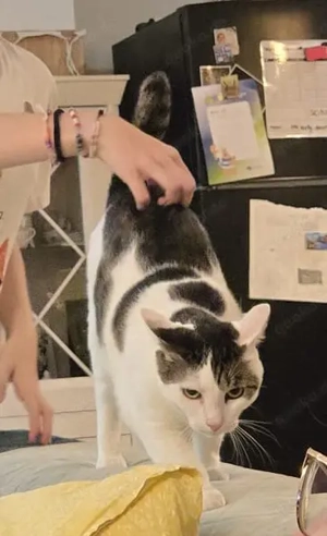 Verschmuste Lily wartet auf ihre Menschen Bild 3