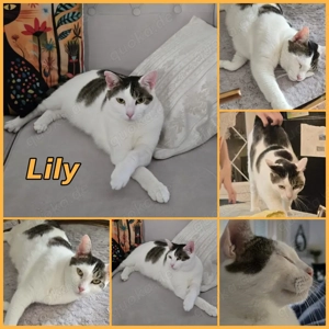 Verschmuste Lily wartet auf ihre Menschen Bild 6