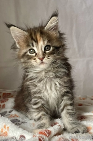 Maine Coon Kitten 