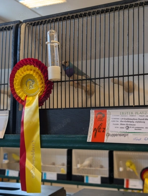 Gouldamadinen abzugeben 