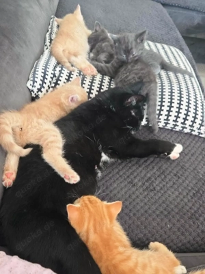 Katzenbabys suchen ein neues Zuhause. Alle sind Kater