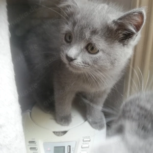 Nur noch 2kleine Katerchen suchen liebevolles zu Hause  Ragdoll BKHMix