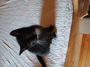 5 Katzenbabys suchen ein neues Zuhause