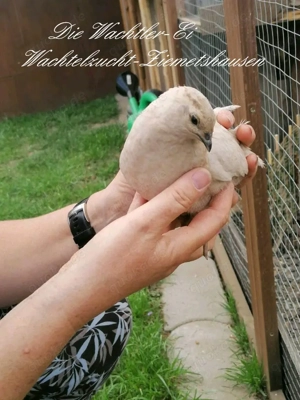 Legereife Wachtelhennen