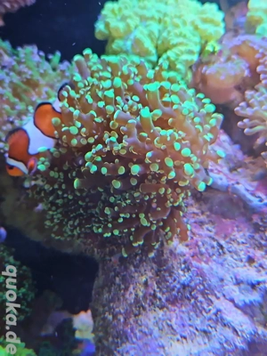 Euphyllia panacora Ableger