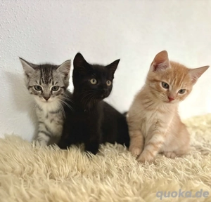 EKH Kitten Katzenbaby
