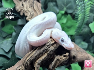 ! Reserviert ! 0.1 BEL Blue Eyed Lucy 50% het. Axanthic (TSK) NZ25 - Königspython Python regius