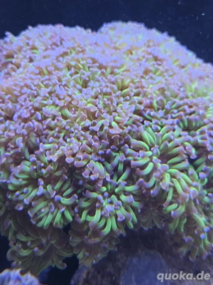 Euphyllia parancora Ableger