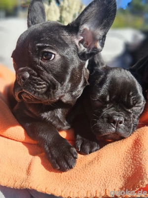 Französische Bulldogge Welpen