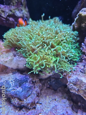 Euphyllia glabrescens