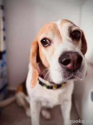 Kleine Familie mit Hund sucht neues Zuhause