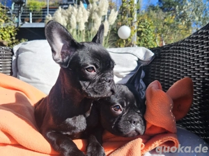 Französische Bulldogge 16 Wochen alt