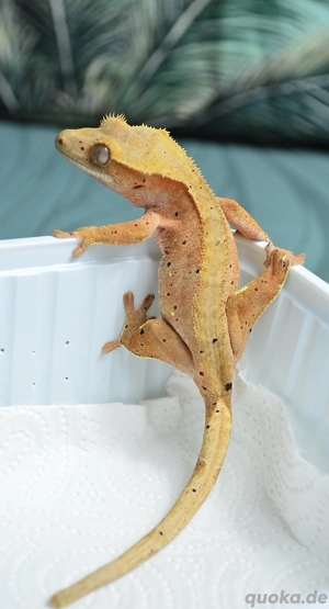 0.1 Super Dalmatiner Confetti Kronengecko 