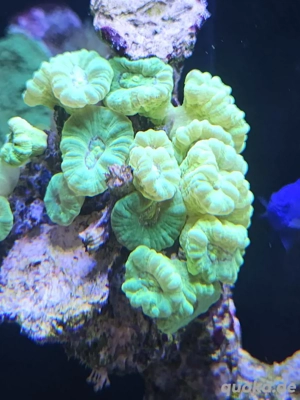 Caulastrea furcata, Trompetenkoralle neon grün