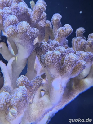 Milka Ableger Lila Bild 2