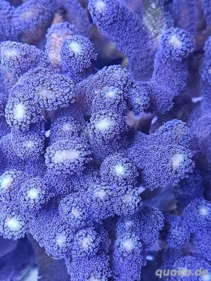 Milka Ableger Lila Bild 3