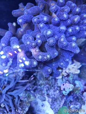 Milka Ableger Lila Bild 4