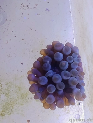 Anemone Meerwasseraquarium 