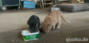 Bauerhofkatzen  Kitten in gute Hände abzugeben
