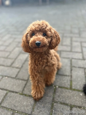 VERKAUFT cavapoo weibchen Bild 6