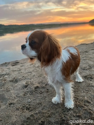 VERKAUFT cavapoo weibchen Bild 5