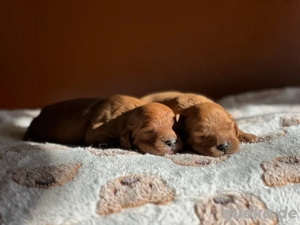 VERKAUFT cavapoo weibchen Bild 4