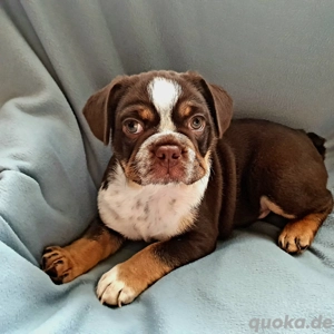 Französische Bulldogge Rocky Welpe sucht liebevolles Zuhause Bild 2