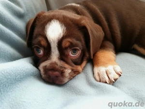 Französische Bulldogge Rocky Welpe sucht liebevolles Zuhause Bild 4