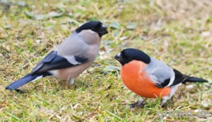 suche 1,1 europäischen Dompfaff