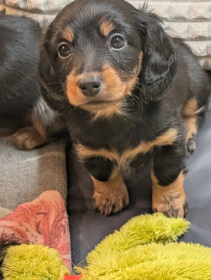 Zwerglanghaar Dackelwelpen