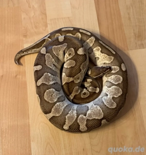 Königsphython 