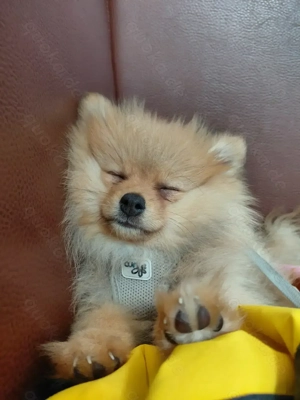 Zwergspitz Mädchen sucht