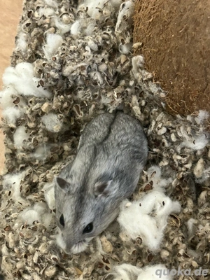 Smokey sucht ein neues zuhause