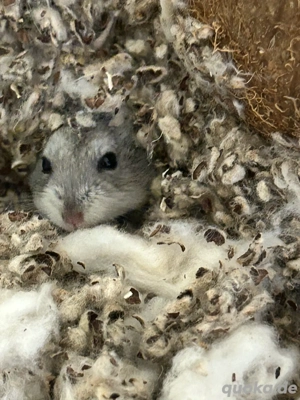 zwerghamster sucht ein neues Zuhause