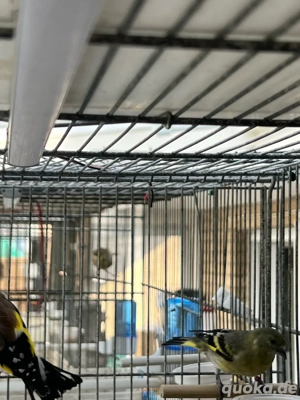 stieglitz männlich mit weiblich Magellanzeisig 