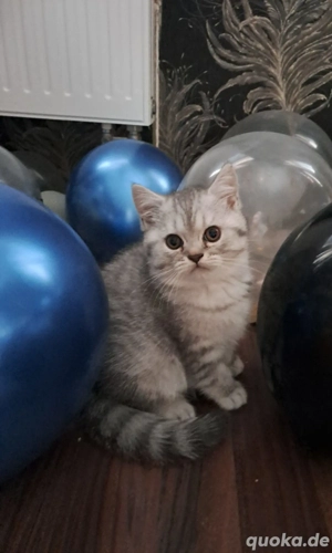 Perser BKH Kitten(Junge)