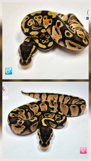 1.1 Pastave 50% het. Axanthic ( TSK ) NZ25 - Königspython Python regius