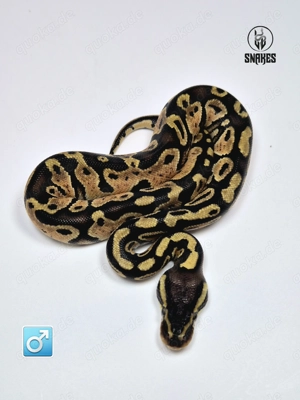1.1 Pastave 50% het. Axanthic ( TSK ) NZ25 - Königspython Python regius