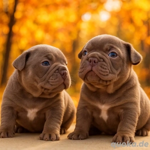 Französische Bulldogge Welpen der Extraklasse in Isabella Cherry Tan mit Ahnentafel Bild 1