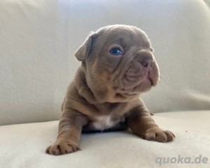 Französische Bulldogge Welpen der Extraklasse in Isabella Cherry Tan mit Ahnentafel Bild 9