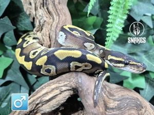 1.0 Pastave 50% het. Axanthic ( TSK ) NZ25 - Königspython Python regius