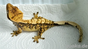 0.0.1 Kronengecko Tricolor Extrem Harlequin 