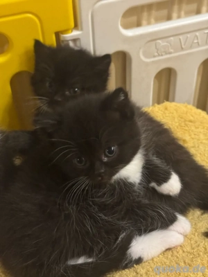 Reservierung eines männlichen Kätzchens