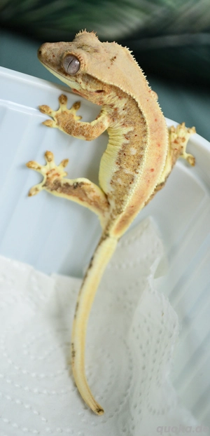 0.0.1 Kronengecko Orange Lilly White 