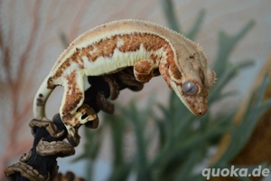 4 Kronengeckos Correlophus ciliatus 