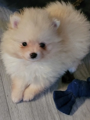 Zwergspitz pomeranian Welpen 