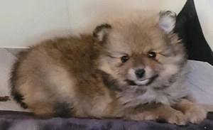 Zwergspitz pomeranian Welpen 
