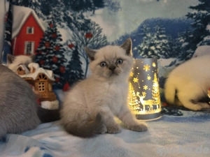 Letzte JUNGE ! BKH Britisch Kurzhaar Blau Point CHRISTMAS Kater 
